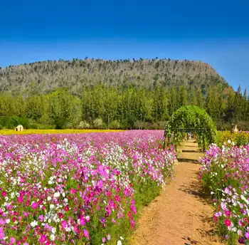 

TR Flower Field Blue Sky Natural Scenic Thin Vinyl Photo Studio Props 5X7ft Backdrop Wedding Children Photo Backgrounds Custom