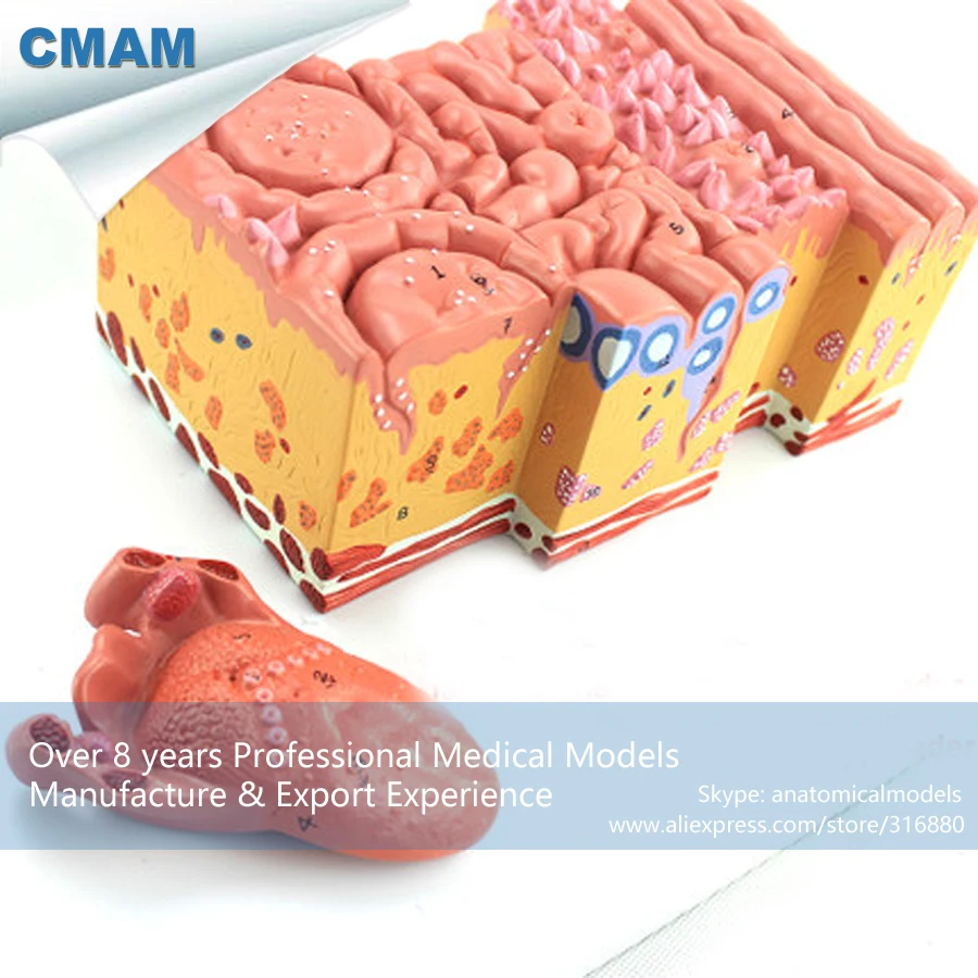 12532 CMAM-TONGUE01 Medical Anatomy Magnified Human Tongue Model, Medical Science Educational Teaching Anatomical Models 12532 CMAM-TONGUE01 Medical Anatomy Magnified Human Tongue Model, Medical Science Educational Teaching Anatomical Models