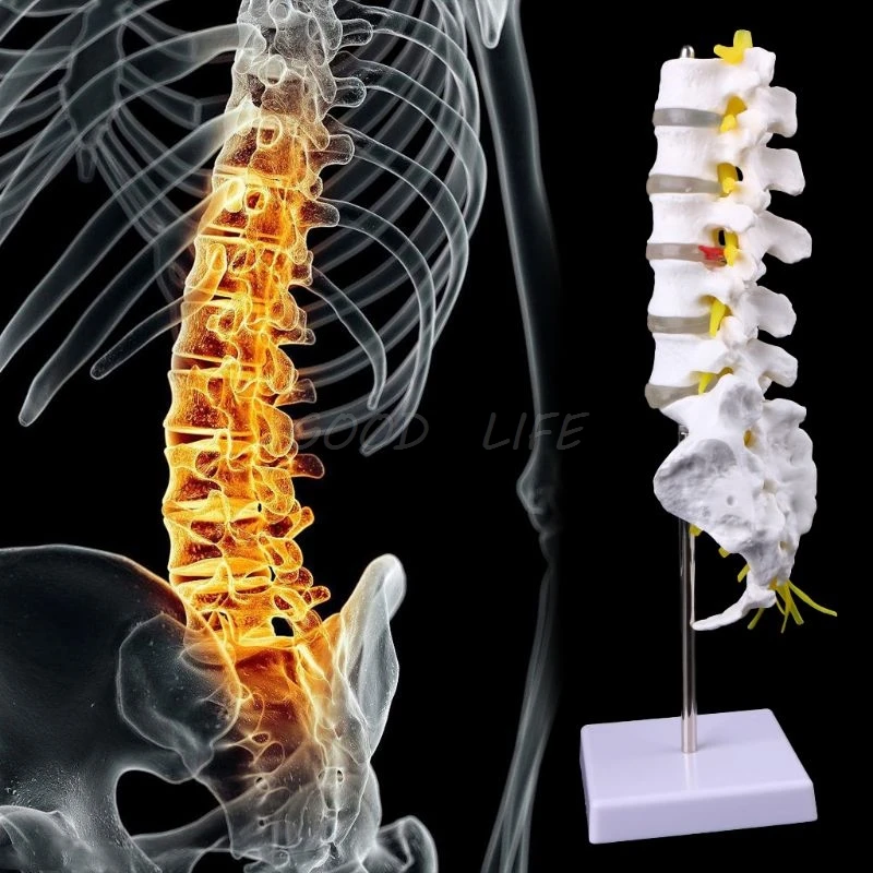 

PVC Anatomical Lumbar Vertebrae Model Caudal Vertebra Anatomy Medical Teaching Tool 28 x 13 x 38cm