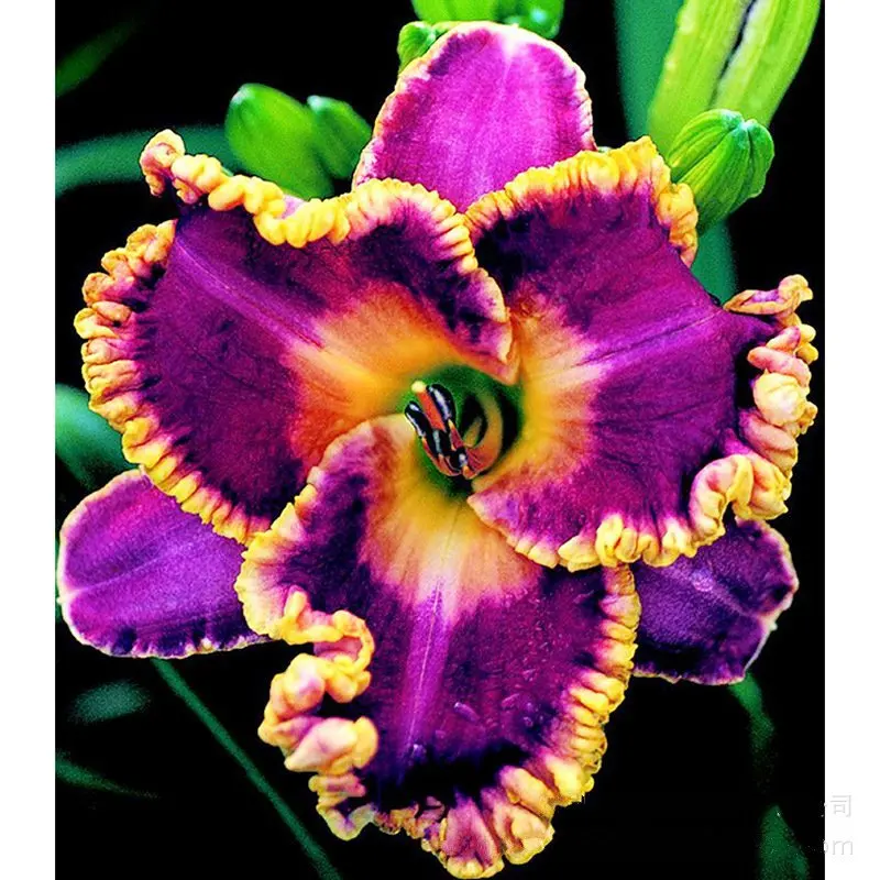 

3D Purple Flower DIY Diamond Painting set embroidery picture of Diamond mosaic flowers Square diamond dotz cross stitch