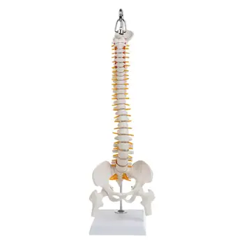 

45cm Flexible Human Spinal Column Vertebral Lumbar Curve Anatomical Model Anatomy Spine Medical Teaching Tool