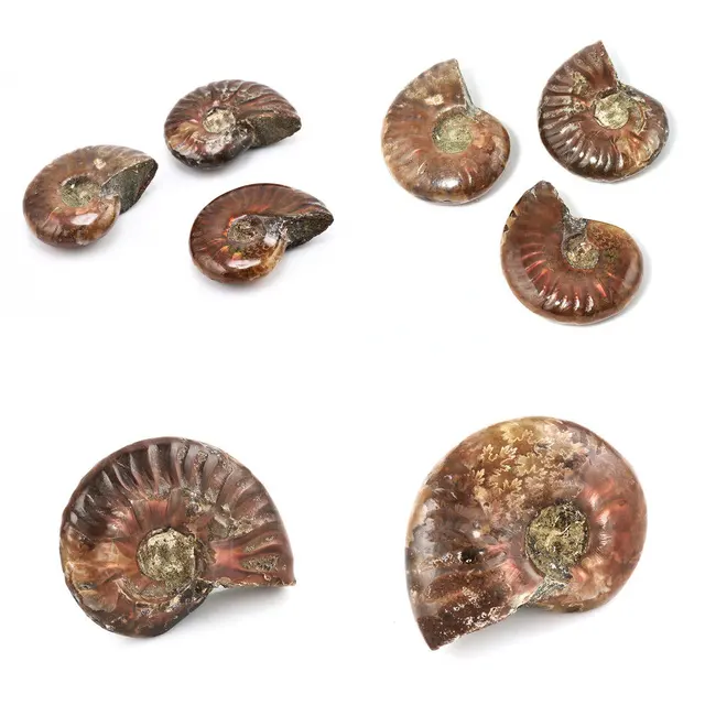 Cheap Conch Specimen Ammolite Fossil Stone Gemstone Pendant Decor Necklace Gift Iridescent Colorful Unisex