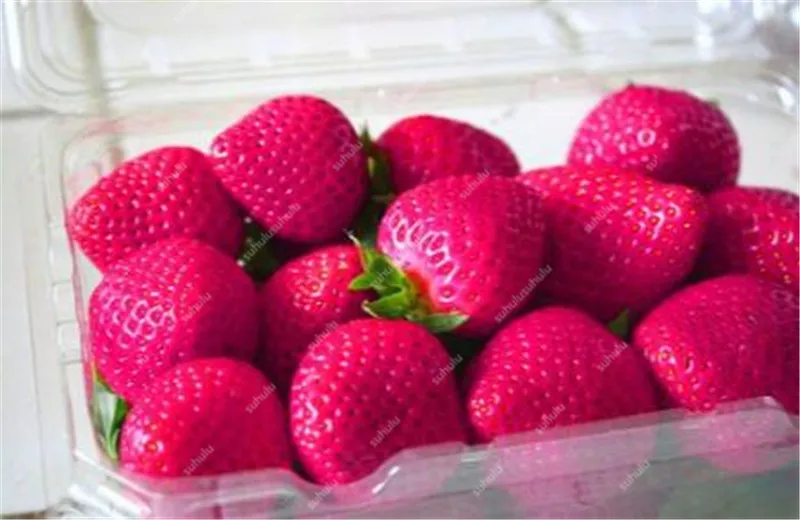 1000 pcs Rare strawberry plants, giant strawberry Organic fruit flores vegetables Non-GMO bonsai pot for home garden planta 1000 pcs Rare strawberry plants, giant strawberry Organic fruit flores vegetables Non-GMO bonsai pot for home garden planta