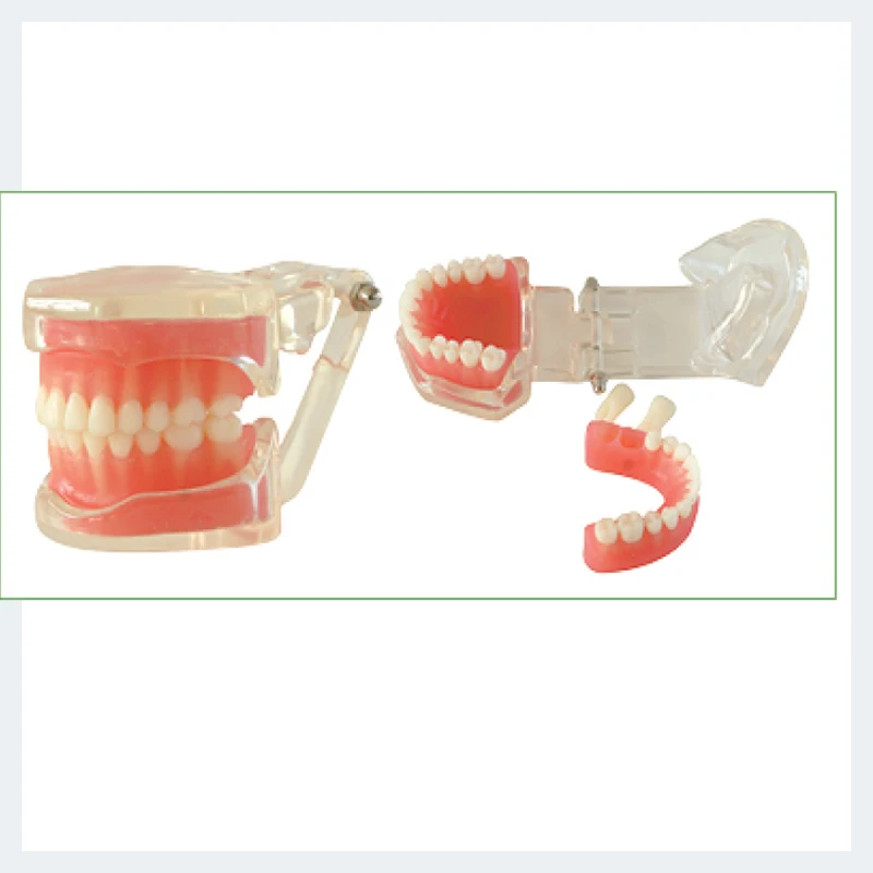 

1 Piece Removable Model (28pcs,Soft Gum) Dental Teeth Model Without screw