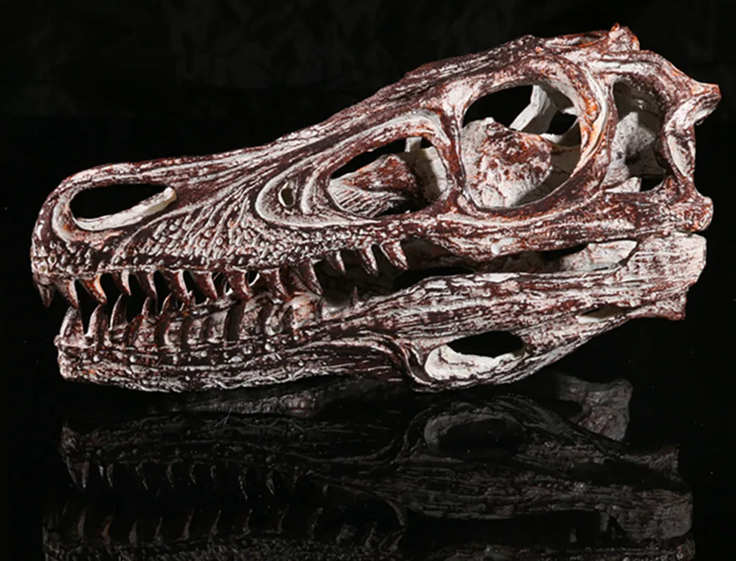 VelociRaptor Cranio Della Resina Replica Modello di Testa di Scheletro  Collezione Disegno Insegnamento - AliExpress, image size:1050x800