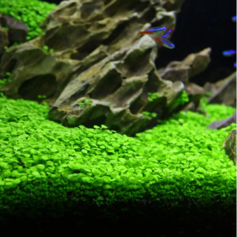 Водная трава мини лист живой тихий фильтр-водопад для аквариума украшения ландшафта орнамент аквариума glossosticm семена гемиантуса каллитрихоидов