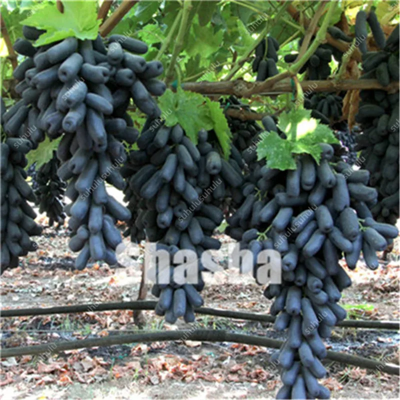 10 Pcs Black Finger Grape America Giant Grape Bonsai Edible Succulent Fruit Tree Perennial Indoor home garden Potted Plants 10 Pcs Black Finger Grape America Giant Grape Bonsai Edible Succulent Fruit Tree Perennial Indoor home garden Potted Plants