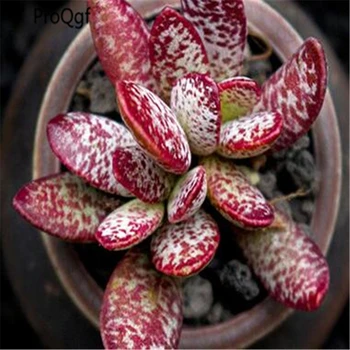 

2Pcs A Set Adromischus