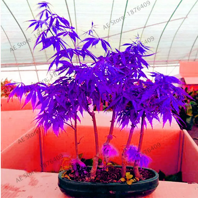 

Purple Ghost Maple Bonsai tree flores, Acer palmatum atropurpureum for Garden Planting All Season,easy to grow,20pcs/bag