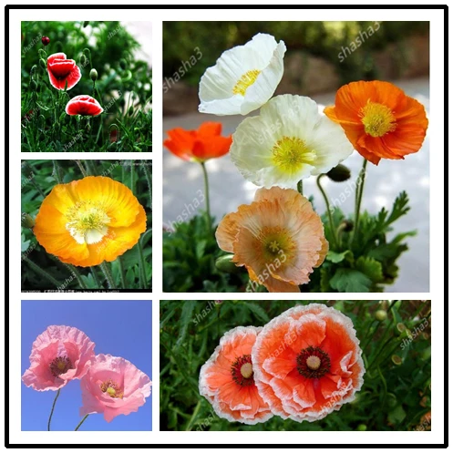 

100pec Corn Poppy,Flower Corn Rose,Flanders Poppy,Papaver rhoeas bonsai plant home garden free shipping