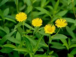 

1kg natural Inula britannica chinensis extract powder
