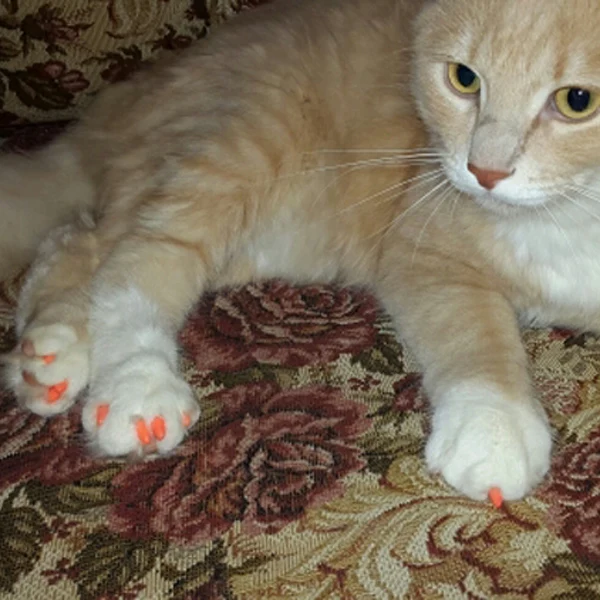 20 шт./лот Pet Cat пальцев Уход за лошадьми этаж защиты ногтей Кот Caps коготь
