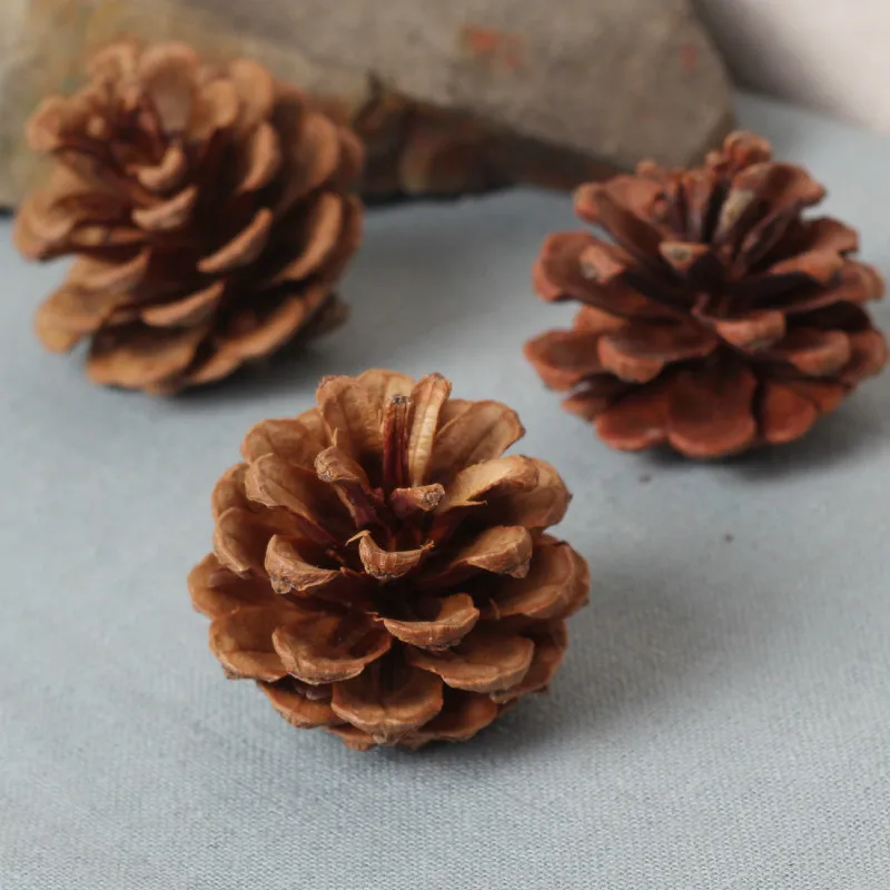 10PCS Natural Pine Cones Shooting Props Dried Flower Dried Branches