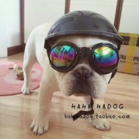 Pet cappelli con occhiali da sole, pet cap moto, cane caschi, cane  cappello, testa di cane accessori, pet copricapo,|dog hat|pet hatdog helmet  - AliExpress