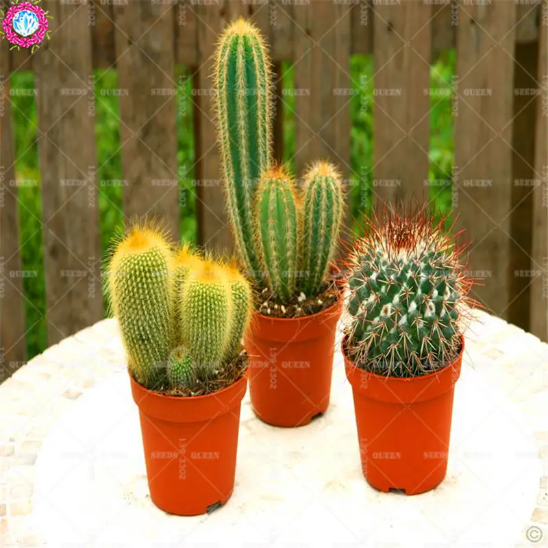 50pcs Mixed Cactus Real Prickly Pear Succulent Plant Lithops Bonsai Planting for DIY Home Garden Supplies Potted