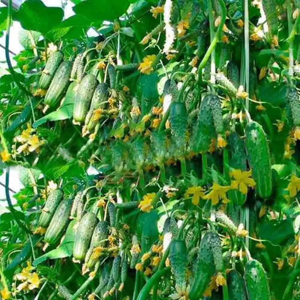 

cucumber plant 100 pcs japanese long cucumber vegetable bonsai plant for home NO-GMO vegetables for home &garden planting