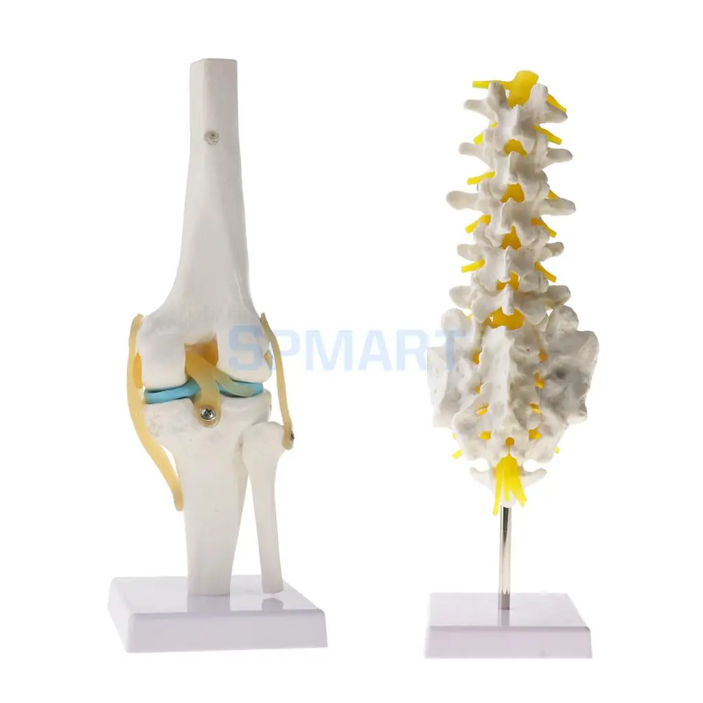 

1:1 Human Knee Joint Skeleton + 5 Lumbar Vertebrae Coccyx Skeleton Model for School Teaching Tools Lab Supplies