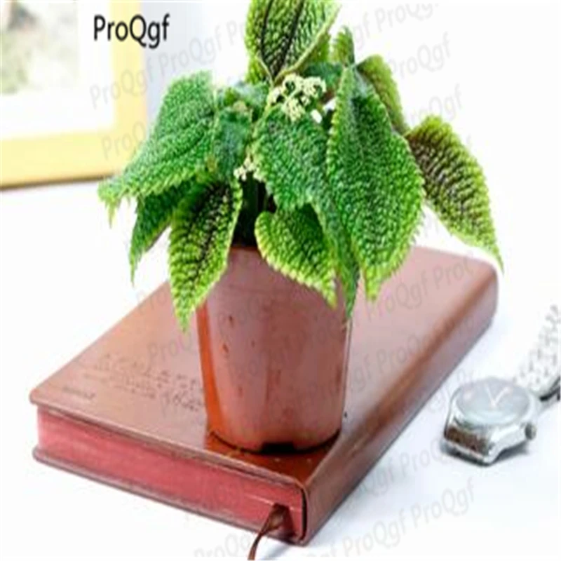 

3Pcs A Set Pilea notata