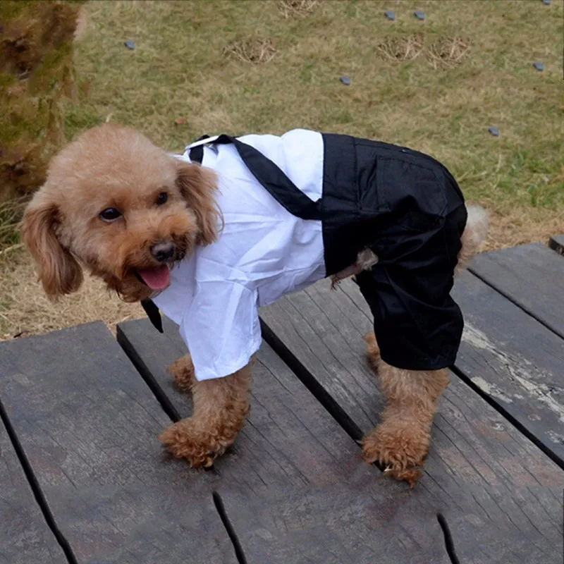 DogCheWD-W-09