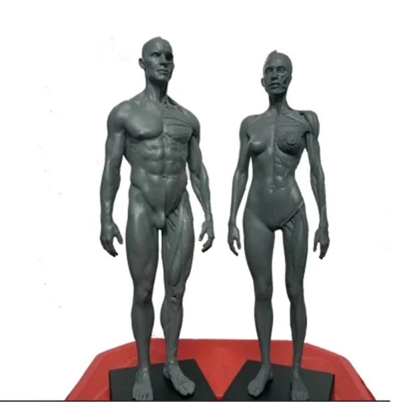 30cm Height Human Anatomical Anatomy Skull Blood Sculpture Head Body Model Muscle Bone Model Male and Female