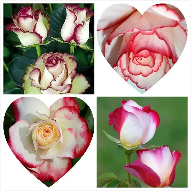 

100pcs Swept Away Rose bonsai --fire & Ice Rose ,beautiful Diy Home Garden Flower