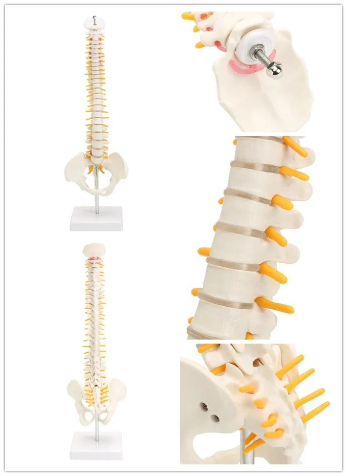Шунзаор 45 см с тазовой анатомической анатомией позвоночника медицинской спинальной колонной модели Обучающие ресурсы для медицинских