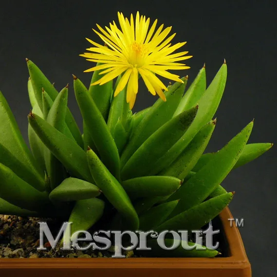 

New Arrival!Bergeranthus Multiceps100PCS Cactus Plant Bonsai Rare Plant Bonsai Foliage Magical Garden & Home Semillas Flora