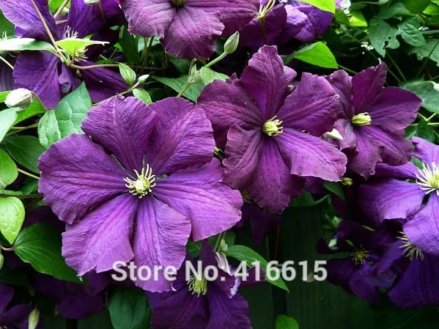 Clematis Seeds Etoile Violette White Vine Flowers Clematis Seeds Etoile Violette White Vine Flowers Plant Seed Vines Climbing Plants Purple Twining