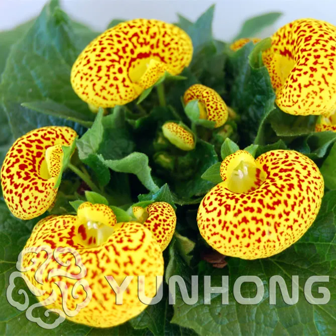 Calceolaria Uniflora бонсай 50 шт. инопланетяне цветок бонсай сад DIY бонсай экзотическое растение цветок Бонсай легко растить Бесплатная доставка