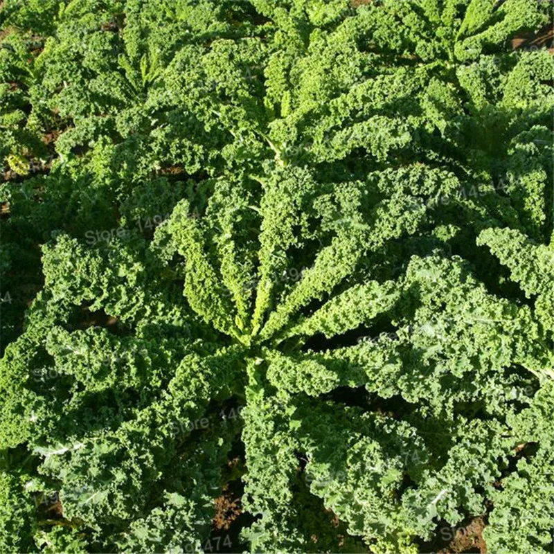 Ornamental Kale Seeds 100Pcs Best Seeds Online Free Shipping