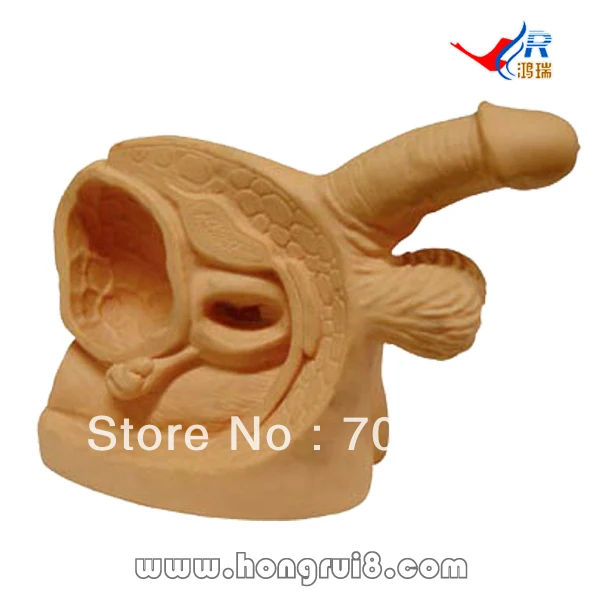 

ISO Male urinary catheterization Simulator, Catheterization training