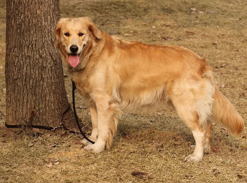 SYDZSW многофункциональный кожаный поводок для собак, для прогулок, тренировок, регулируемый поводок для домашних животных, для средних и больших собак, 1/2 x футов