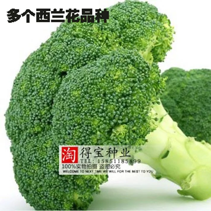 Sale Sale Summer Virgo Vegetable Broccoli bonsai Balconies Cabbage Cauliflower Terraces Small Planting Rapebonsai 10pcs