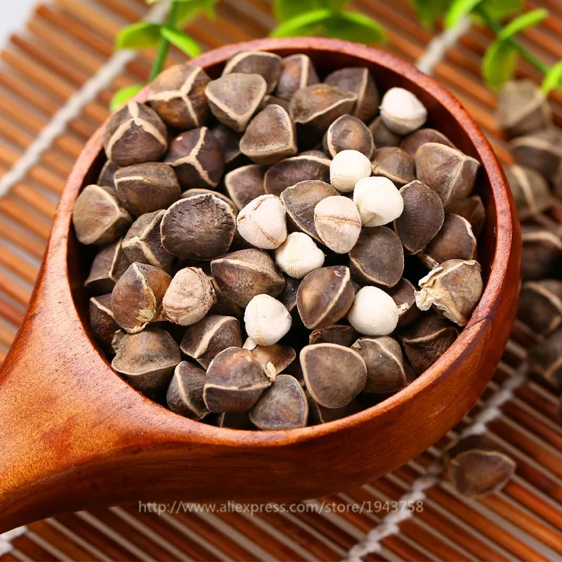 10pcs-Chinese-Moringa-seeds-Edible-seeds-Home-Garden-Plant-outdoor-garden-food-tree-Seeds-free-shipping