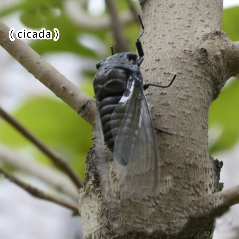 2 шт. моделирование cicadas игрушки специальные Реалистичные Модели моделирования насекомых игрушка детский сад украшения магнит на холодильник