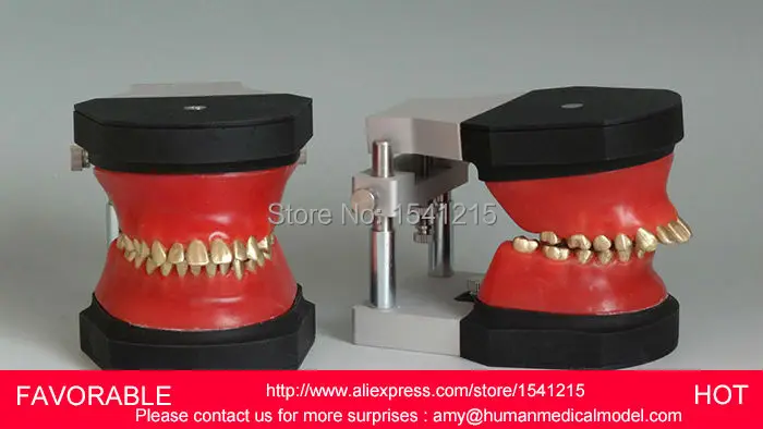 

TEETH MEDICAL, DENTURES DENTAL TEACHING MODEL,ANATOMICAL ORAL MODEL,ORTHODONTIC TOOTH , DENTAL TEETH MODEL -GASEN-DEN0019