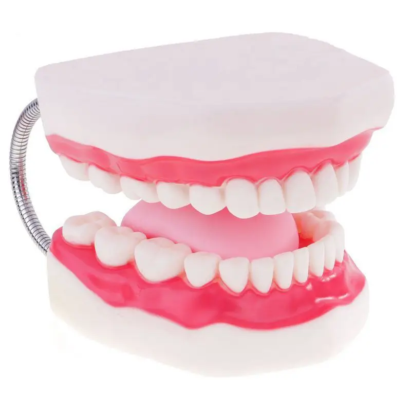 Ortodoncia демонстрационная модель зубов, человеческий рот, учебные материалы для детского сада, зубные брекеты, зубной ортодонтический модель