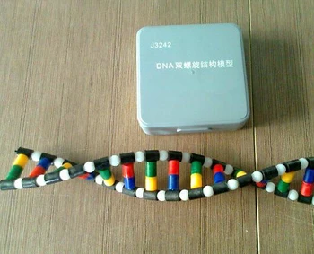 

Free Shipping Plastic DNA Structure Model Atomic Structure Diagram Laboratory Equipment