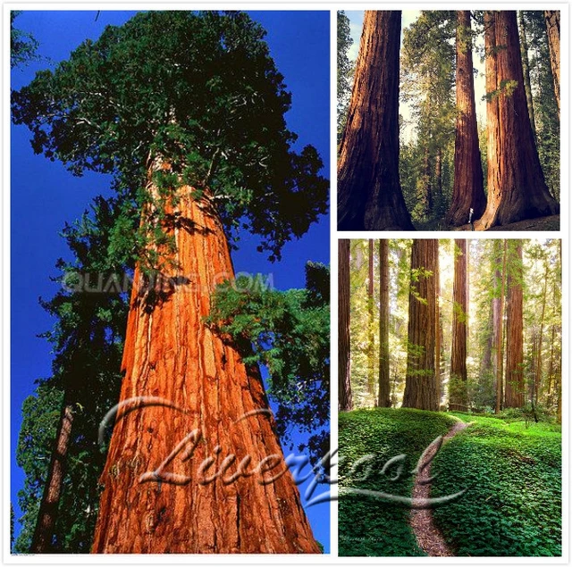 20 Giant Sequoia Seeds rare ,fast growing ,the most valuable tree