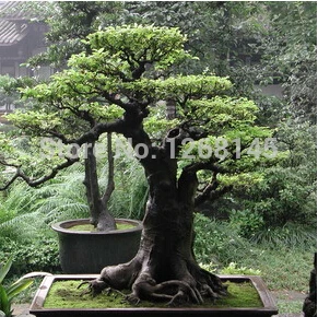 

2pcs African Baobab tree (Adansonia digitata L.) bonsai Great Quality DIY home garden Free Shipping