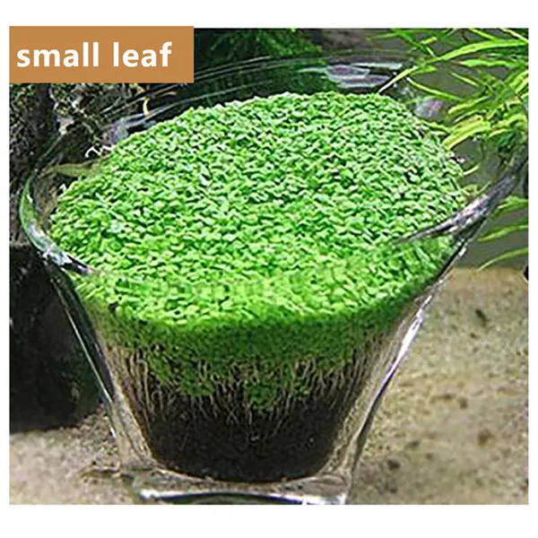 Buy 2pcs Aquarium Plant Seeds Aquatic Water Grass
