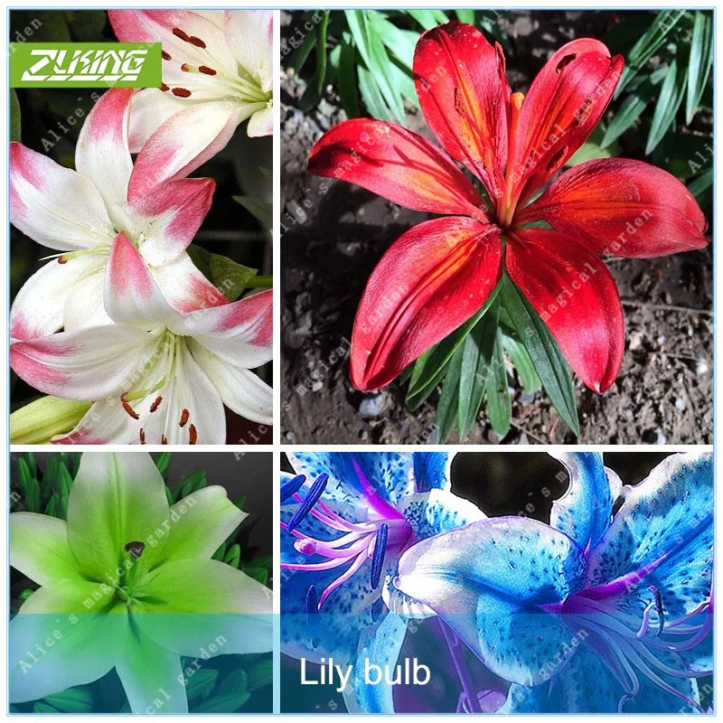 

ZLKING 1 Pcs/Bag Colourful Lily Bulb Bonsai Rare Perennial Fragrant Plants Flower Bulbs Not Rainbow Flower Garden