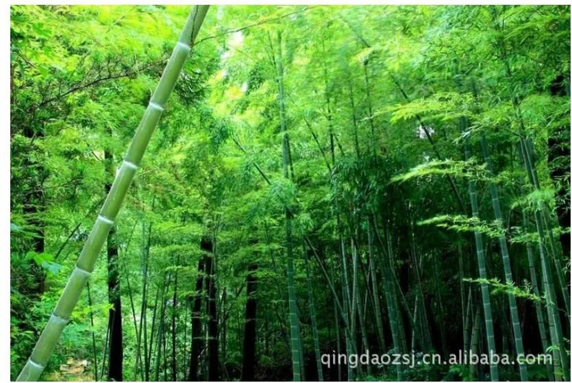 new arrival Manufacturers wholesale soft autumn winter men comfortable bamboo fiber cotton v-collar super large plus size XL-7XL best long johns for men