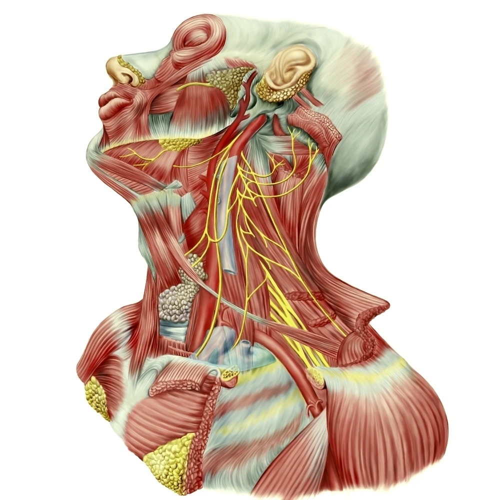 Detailed dissection view of human neck Poster Print (14 x 14)