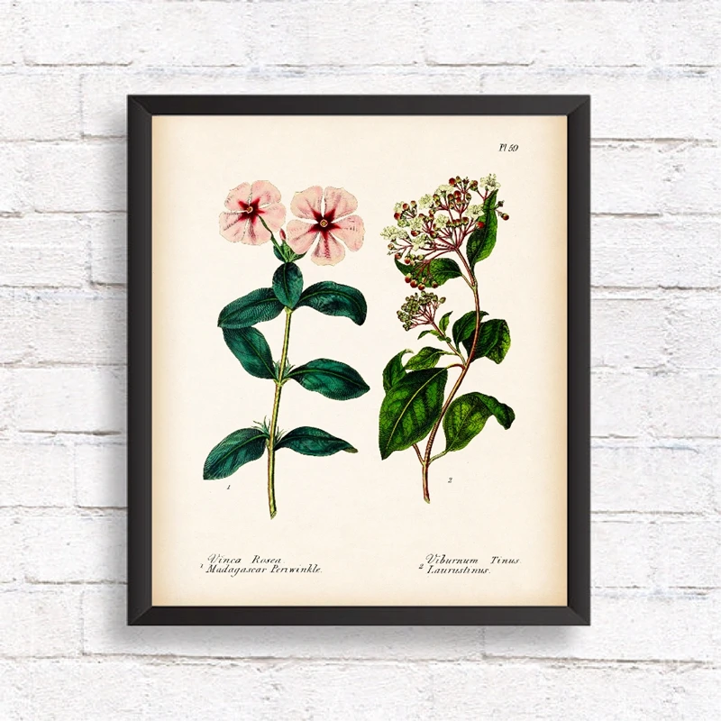 vintage botanical canvas prints