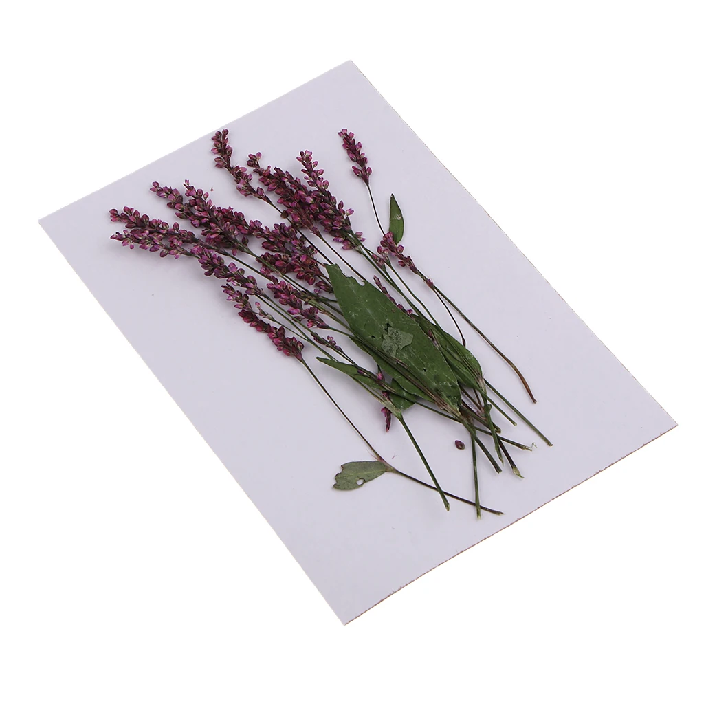 12Pcs Real Natural Pressed Leaves Dried Persicaria Hydropiper Flowers DIY Scrapbooking Phone Cover Crafts Festive Party Supplies