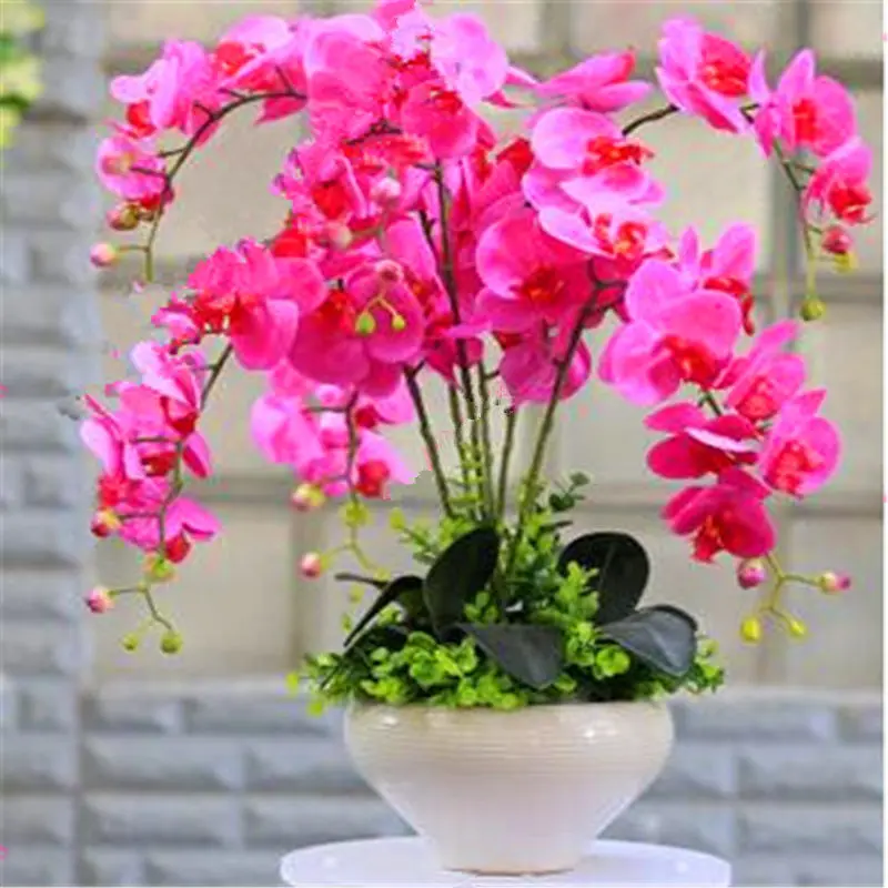 100pcs Phalaenopsis Orchid Flower 24 Colors Bonsai Plant Home Garden
