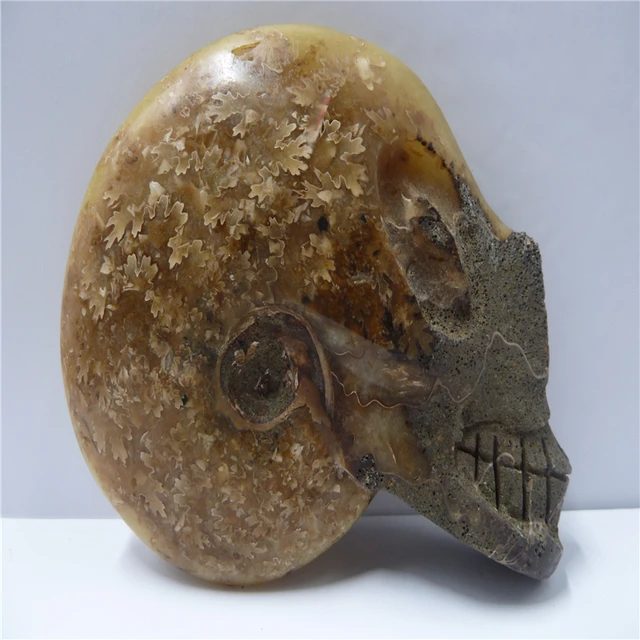 Best Offers NATURAL Conch fossil Crystal carved skull HEALING T476 Best Offers NATURAL Conch fossil Crystal carved skull HEALING T476