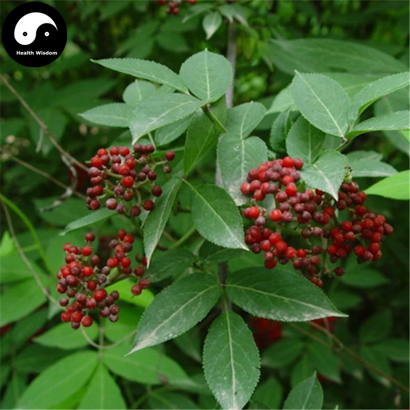 Buy Sambucus Williamsii Tree Semente 120pcs Plant Williams
