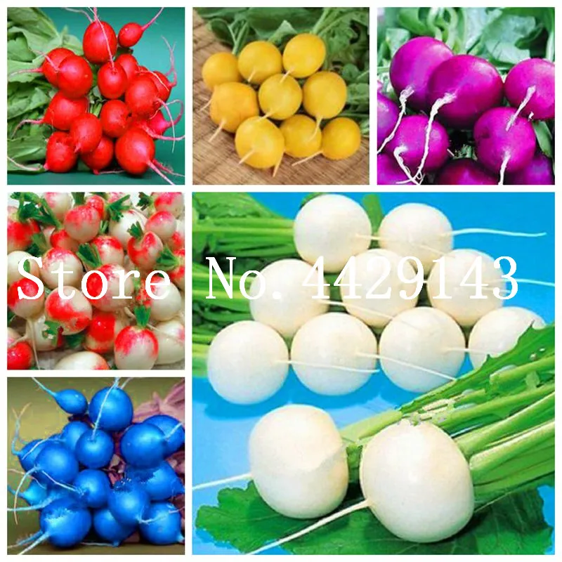 

Cheap 50 Pcs Carrot Plant Blue Yellow Radish Bonsai Vegetables Plants Garden Men Loseweight Health Fruit And Vegetable Food